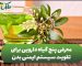 معرفی-۵-گیاه-دارویی-برای-تقویت-سیستم-ایمنی-بدن