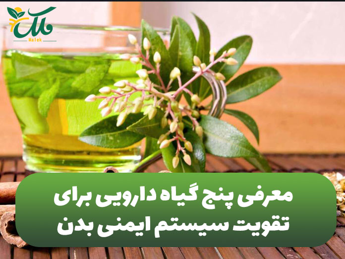 معرفی-۵-گیاه-دارویی-برای-تقویت-سیستم-ایمنی-بدن